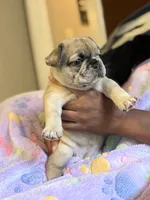 Cinnamon Raisin Bagel, a female French Bulldog for sale in Cincinnati, OH – 1 of 7