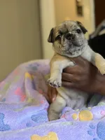 Cinnamon Raisin Bagel, a female French Bulldog for sale in Cincinnati, OH – 2 of 7