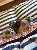Strawberry shortcake , a female French Bulldog for sale in Cincinnati, OH – 10 of 10