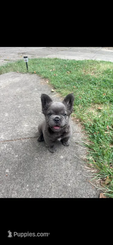 Avocado Toast  – French Bulldog puppy for sale in Cincinnati, OH