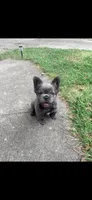 Avocado Toast , a male French Bulldog for sale in Cincinnati, OH – 1 of 5