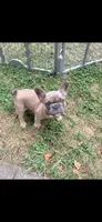 OJ, a male French Bulldog for sale in Cincinnati, OH – 6 of 6