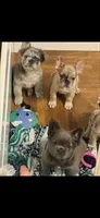 Cinnamon , a female French Bulldog for sale in Cincinnati, OH – 7 of 8