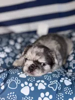 Coffee Beans, a male French Bulldog for sale in Cincinnati, OH – 5 of 7