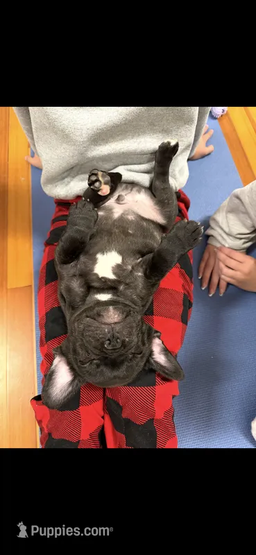 Teal – French Bulldog puppy for sale in Cincinnati, OH