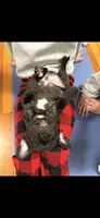 Teal, a male French Bulldog for sale in Cincinnati, OH – 1 of 1