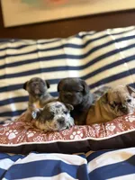Avocado Toast , a male French Bulldog for sale in Cincinnati, OH – 4 of 5