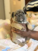 OJ, a male French Bulldog for sale in Cincinnati, OH – 3 of 9