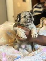 Coffee Beans, a male French Bulldog for sale in Cincinnati, OH – 6 of 7