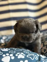 Avocado Toast , a male French Bulldog for sale in Cincinnati, OH – 3 of 5