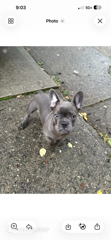 Hulk – French Bulldog puppy for sale in Cincinnati, OH