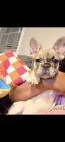 Cinnamon , a female French Bulldog for sale in Cincinnati, OH – 9 of 10