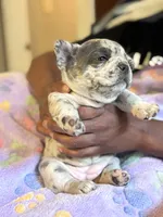Strawberry shortcake , a female French Bulldog for sale in Cincinnati, OH – 5 of 10