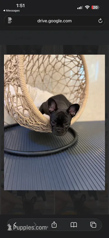 Lavender , a female French Bulldog for sale in Cincinnati, OH – 1 of 5