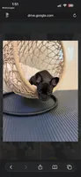 Lavender , a female French Bulldog for sale in Cincinnati, OH – 1 of 5