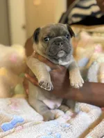 OJ, a male French Bulldog for sale in Cincinnati, OH – 8 of 9