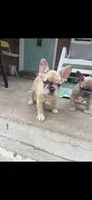 Cinnamon , a female French Bulldog for sale in Cincinnati, OH – 5 of 8