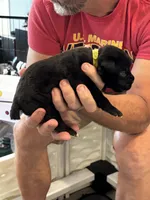 Cane Corso - Light Green Collar Black, a male Cane Corso for sale in Reevesville, SC – 5 of 10