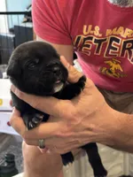 Cane Corso - Dark Blue Collar Black Brindle, a male Cane Corso for sale in Reevesville, SC – 2 of 10