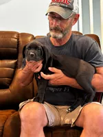 Cane Corso - Blitz - Purple Collar Black, a female Cane Corso for sale in Reevesville, SC – 3 of 7