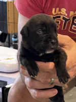 Cane Corso - Light Pink Collar Black, a female Cane Corso for sale in Reevesville, SC – 3 of 10