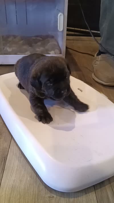 Kenji, a male Rottweiler and Cane Corso for sale in Reevesville, SC – 3 of 3