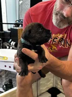 Cane Corso - Light Blue Collar Black Brindle, a male Cane Corso for sale in Reevesville, SC – 6 of 10