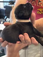 Cane Corso - Light Pink Collar Black, a female Cane Corso for sale in Reevesville, SC – 5 of 10