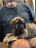 Cane Corso - Thor - Gray Collar Cream Brindle, a male Cane Corso for sale in Reevesville, SC – 3 of 7