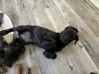 Rotticorso - Gray Collar Brindle Female, a female Rottweiler and Cane Corso for sale in Reevesville, SC – 8 of 10