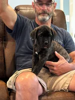 Cane Corso - Havoc - Dark Blue Collar Black Brindle, a male Cane Corso for sale in Reevesville, SC – 3 of 7