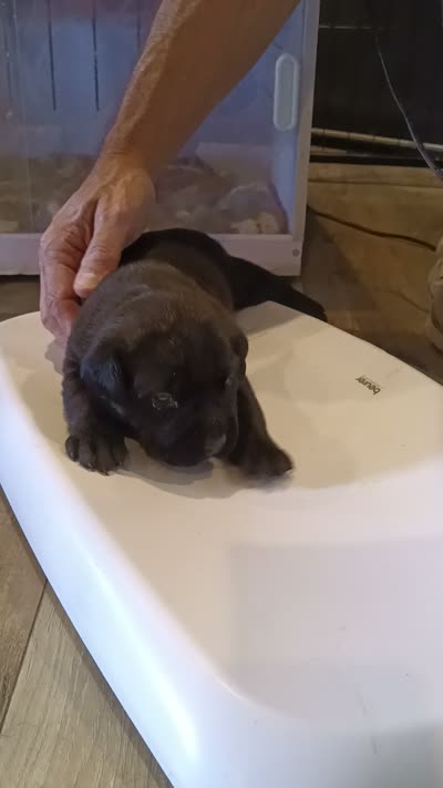Sakura , a female Rottweiler and Cane Corso for sale in Reevesville, SC – 3 of 3