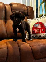 Cane Corso - Bombur - Orange Collar Black, a male Cane Corso for sale in Reevesville, SC – 7 of 7
