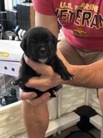 Cane Corso - Orange Collar Black, a male Cane Corso for sale in Reevesville, SC – 2 of 10