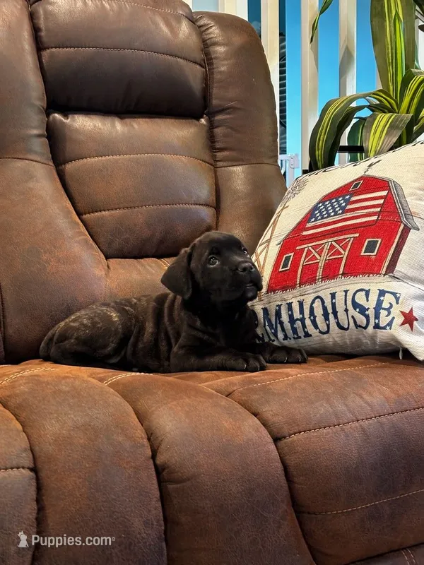 Cane Corso - Cricket - Dark Pink Collar Black Brindle – Cane Corso puppy for sale in Reevesville, SC