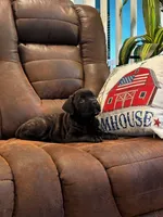 Cane Corso - Cricket - Dark Pink Collar Black Brindle, a female Cane Corso for sale in Reevesville, SC – 1 of 6