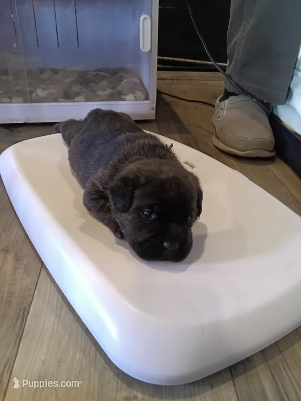 Kenji – Rottweiler, Cane Corso puppy for sale in Reevesville, SC
