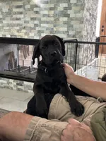 Rotticorso - Gray Collar Brindle Female, a female Rottweiler and Cane Corso for sale in Reevesville, SC – 10 of 10