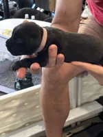Cane Corso - Light Pink Collar Black, a female Cane Corso for sale in Reevesville, SC – 6 of 10
