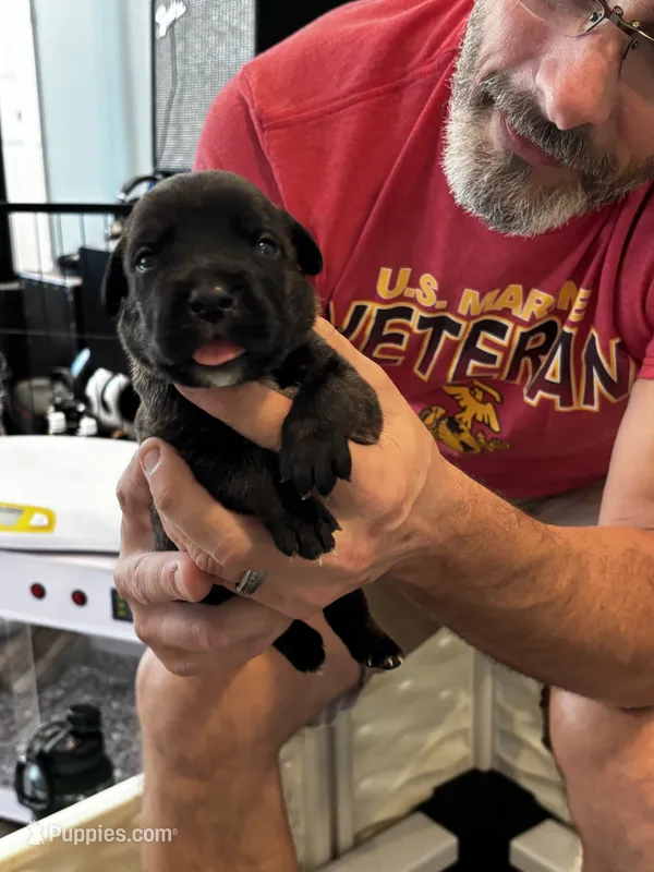 Cane Corso - Light Blue Collar Black Brindle, a male Cane Corso for sale in Reevesville, SC – 1 of 10