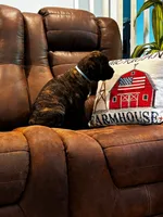 Cane Corso - Atlas - Light Blue Collar Black Brindle, a male Cane Corso for sale in Reevesville, SC – 5 of 7