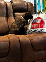 Cane Corso - Atlas - Light Blue Collar Black Brindle, a male Cane Corso for sale in Reevesville, SC – 1 of 7