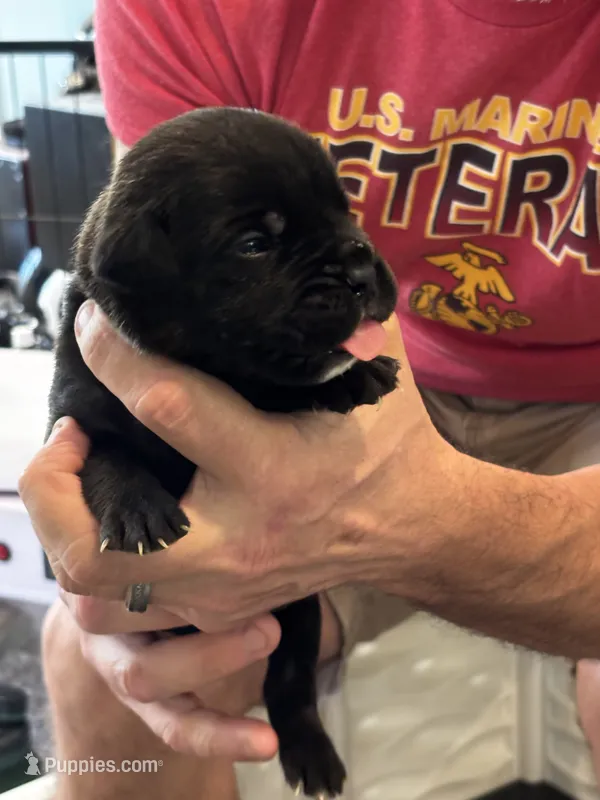 Cane Corso - Dark Blue Collar Black Brindle – Cane Corso puppy for sale in Reevesville, SC