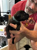 Cane Corso - Light Blue Collar Black Brindle, a male Cane Corso for sale in Reevesville, SC – 7 of 10