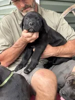 Rotticorso - Dark Green Black Male, a male Rottweiler and Cane Corso for sale in Reevesville, SC – Photo 3 of 4