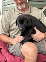Rotticorso - Dark Green Black Male, a male Rottweiler and Cane Corso for sale in Reevesville, SC – Photo 4 of 4