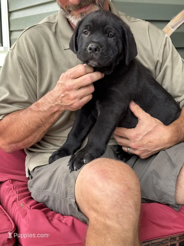 Rotticorso - Dark Green Black Male – Rottweiler, Cane Corso puppy for sale in Reevesville, SC