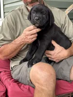 Rotticorso - Dark Green Black Male, a male Rottweiler and Cane Corso for sale in Reevesville, SC – Photo 1 of 4
