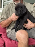 Rotticorso - Dark Green Black Male, a male Rottweiler and Cane Corso for sale in Reevesville, SC – Photo 2 of 4