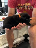 Cane Corso - Orange Collar Black, a male Cane Corso for sale in Reevesville, SC – 7 of 10